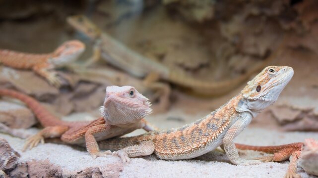 Two lizards sitting on rocky ground, relaxed pose, natural setting, reptile interaction, wild nature.
