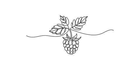 A blackberry with leaves on a vine in a simple line drawing style berry fruit © SR