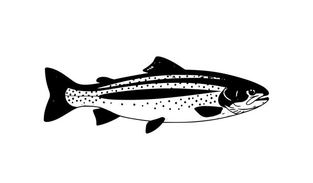 Rainbow trout fish vector illustration side view with natural colors isolated on white background