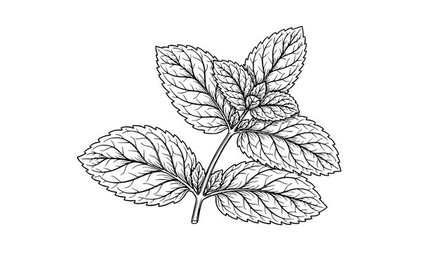 Mint leaf botanical line art vector with intricate detailed veins isolated on white background
