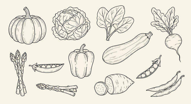 A detailed line drawing illustration of various fresh vegetables, including a pumpkin, cabbage, spinach, zucchini, radish, asparagus, bell pepper, and peas, presented on a light background.