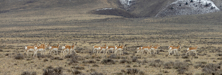 Herd of Pronghorn Antelope in Springtime in Central Idaho © natureguy