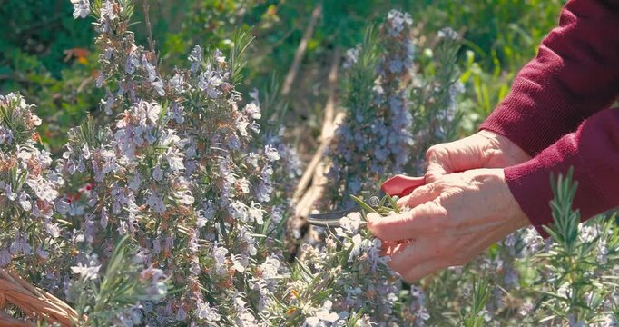 an elderly couple thyme flowers in the garden on a spring day