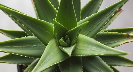 Fototapeta premium Large Green Aloe Vera Plant with Spiky Leaves