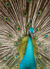 Obraz premium Peacock displaying full tail feathers with vibrant colors and eye pattern