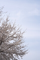 Obraz premium 여의도 벚꽃, Cherry Blossom Trees in Spring Sky for Seasonal Background and Copy Space