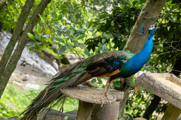 Fototapeta premium Peacock standing on stone platform in natural green park environment