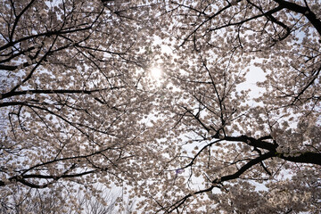 Obraz premium 여의도 벚꽃, Cherry Blossom Canopy in Spring Sunlight for Seasonal Nature Background Design