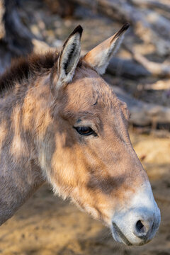 The Mongolian wild ass (Equus hemionus hemionus) is the nominate subspecies of the onager. It is found in southern Mongolia and northern China.