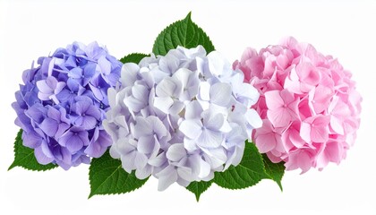 Obraz premium Colorful hydrangea blossoms isolated