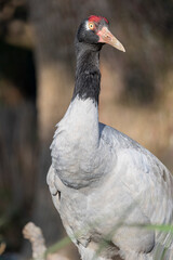 Fototapeta premium The black-necked crane (Grus nigricollis) is a medium-sized crane in Asia that breeds on the Tibetan Plateau and remote parts of India and Bhutan. It is whitish-gray, with a black head, red crown.