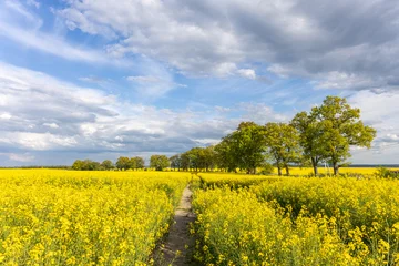 Fototapeten Orange Path through yellow rapeseed field with trees under cloudy sky  © Anastasiia