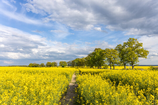 Path through yellow rapeseed field with trees under cloudy sky