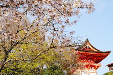 Naklejka premium Niomon Gate at Kiyomizu-dera Temple with Full Bloom Cherry Blossoms, Spring in Kyoto, Japan - 日本 京都 清水寺 仁王門と満開の桜 日本の春の風景 伝統的な赤い門