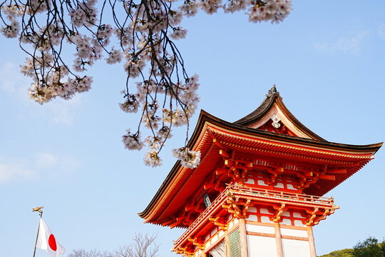 Niomon Gate at Kiyomizu-dera Temple with Full Bloom Cherry Blossoms, Spring in Kyoto, Japan - 日本 京都 清水寺 仁王門と満開の桜 日本の春の風景 伝統的な赤い門