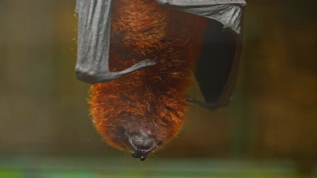 Flying fox closeup. Hanging upside down from a tree branch, daylight. Mauritius