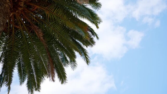Green palm tree leaves against blue sky with light clouds, tropical summer vacation background, exotic nature and botanical garden concept, serenity and relaxation in paradise, Mediterranean travel.