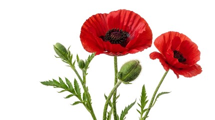 Obraz premium Two blooming red poppy flowers with black centers, green hairy stems, and several unopened flower buds with green leaves, isolated on a clean white background for botanical study.