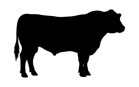 Silhouette of a standing bull in profile