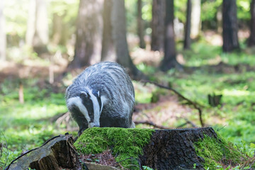 European badger portrait in daylight forest. Horizontally.  © frank11