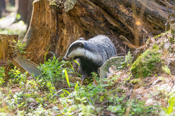 European badger is exploring an old stump in the  forest. Horizontally.  © frank11