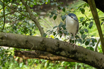 Black-crowned night heron perched on tree branch in tropical greenery © Perantau