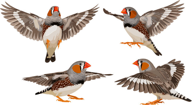 Set of Zebra Finch Birds in Flight with Different Poses for Wildlife, Pet Birds, and Nature-Themed Graphics