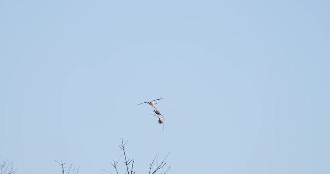 Slow motion shot of mallard ducks flying through the clear blue sky