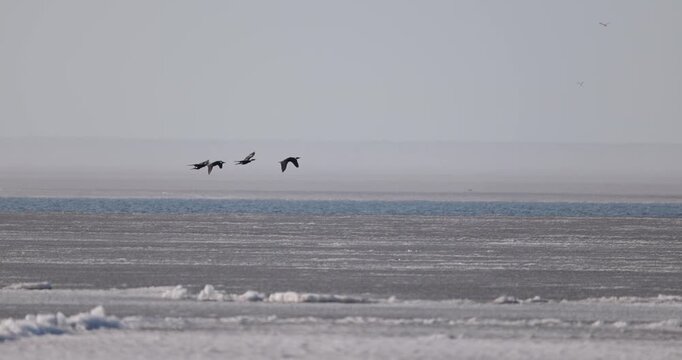 Small flock of cormorants flying low over the frozen Curonian Lagoon in slow motion during springtime