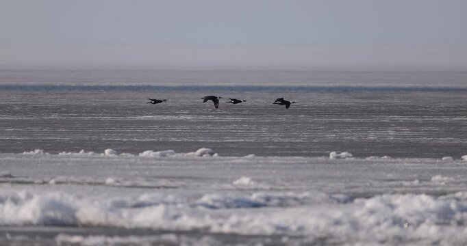 Small flock of cormorants flying low over the frozen Curonian Lagoon in slow motion during springtime