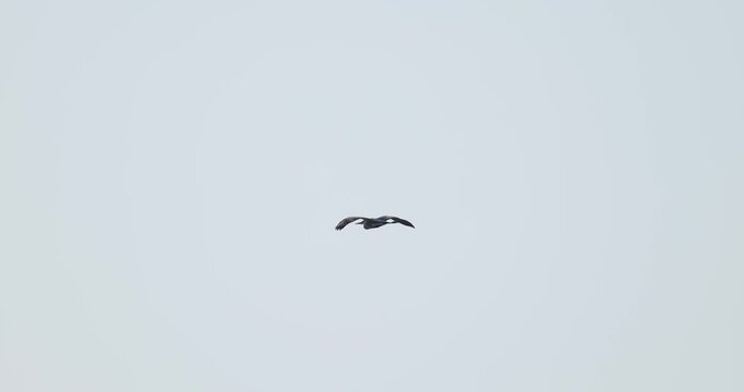 Panning shot of a grey heron soaring through the sky and gliding smoothly into the thickets of the Curonian Spit in slow motion