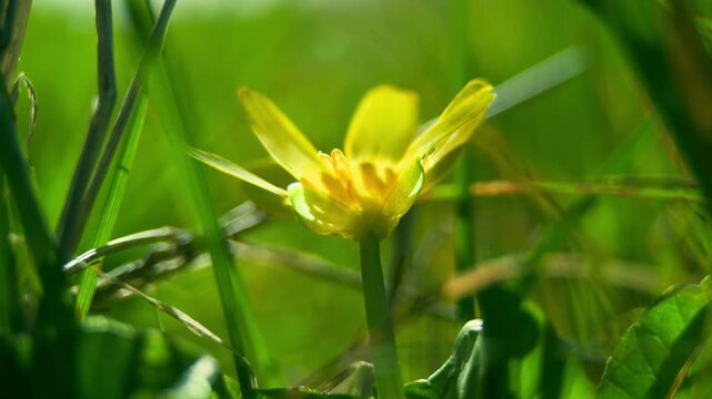 Buttercup in sunlight macro prores