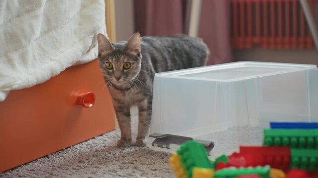 Cat exploring toy corner with blocks, cautious sniff near plastic storage box, warm indoor light, soft carpet texture, quiet playful mood, lowangle framing shows feline investigation