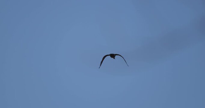 Solitary cormorant soaring in the blue sky with blurred tree branches in the foreground
