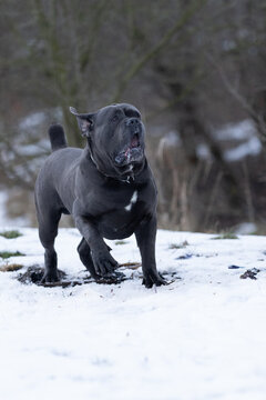 The photo shows a cane corso dog.He is a strong, athletic dog with well developed muscles and a large molossoid head.