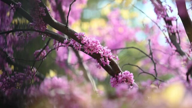 Blooming Eastern redbud tree covered with vibrant pink purple blossoms in spring