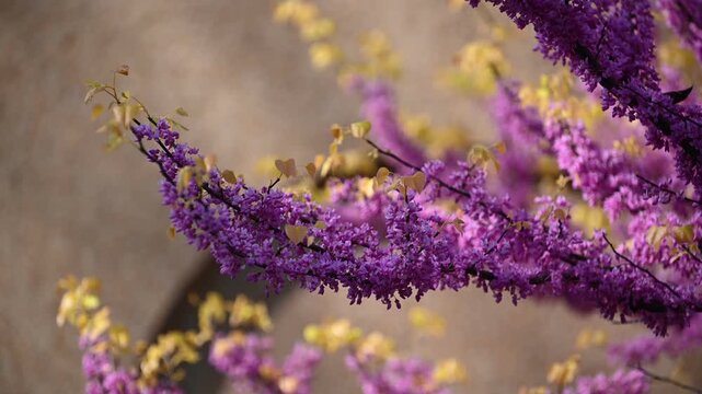 Eastern redbud blossoms against golden yellow foliage background