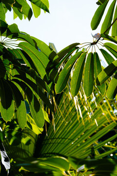 Schefflera Umbrella Tree Palm Fronds Tropical Sky Upward View Vertical