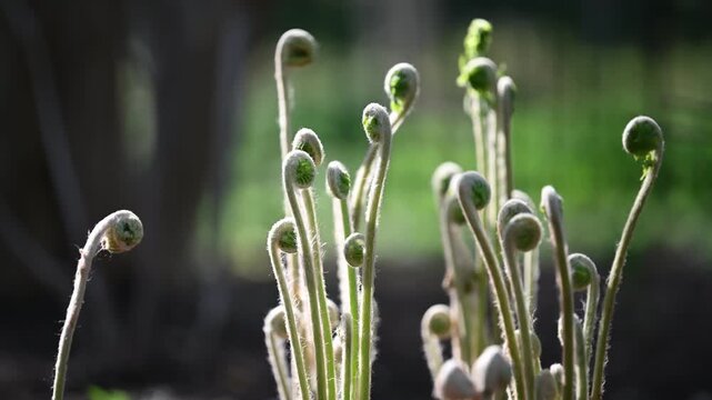 Fiddlehead ferns unfurling in a park