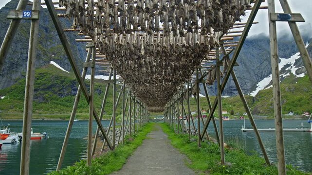 Wooden racks filled with drying stockfish in Lofoten, Norway. Traditional cod drying process forming tunnel perspective along coastal landscape.