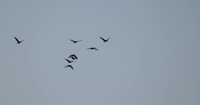 Large flock of cormorants flying together in formation against a clear blue sky