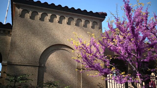 Blooming Eastern redbud tree in historic monastery garden in Washington DC spring