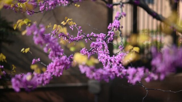 Cinematic push in close up of blooming Eastern redbud flowers in spring sunlight