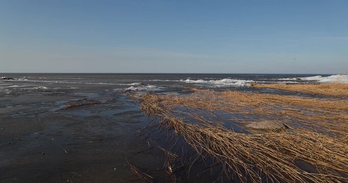 Panning shot of the Curonian Lagoon in spring with melting ice and dry reeds under a clear blue sky
