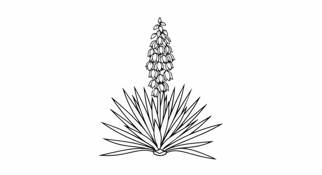 Black and white line art drawing of a flowering yucca plant