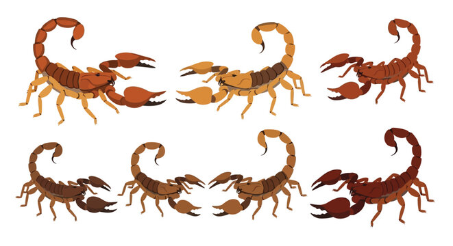 Illustrations of various scorpions in different poses and colorations