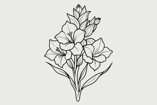 coloring page  line art the gladiolus flower black vector