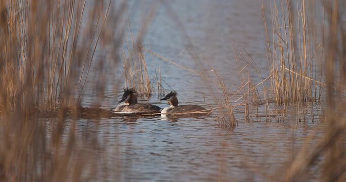 Two grebes ducks hide in the reeds of a lake at sunset