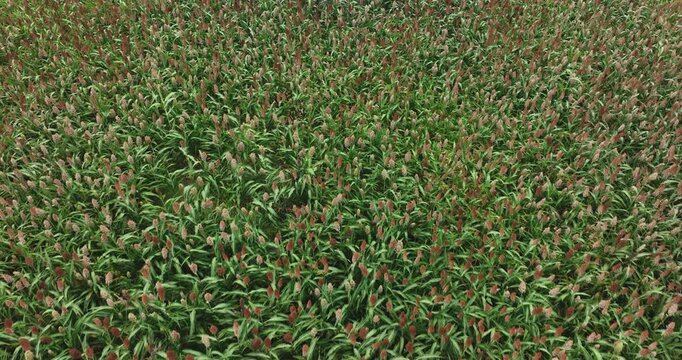 Sorghum bicolor crops in the farm