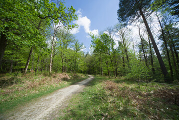 Sunny green open glade and lush forest in New Forest National Park Hampshire England © Fabio
